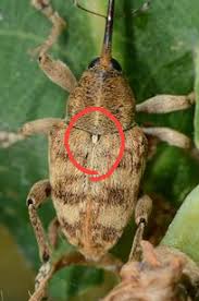 Attēlu rezultāti vaicājumam “Curculio venosus”