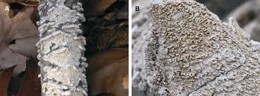 Attēlu rezultāti vaicājumam “Irpex lacteus”