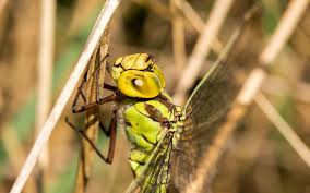Attēlu rezultāti vaicājumam “Aeshna viridis”