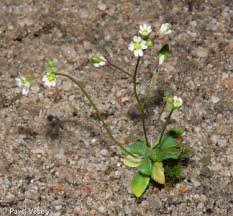 Attēlu rezultāti vaicājumam “Erophila verna”