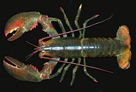 Image result for Homarus americanus