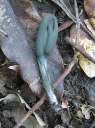 Attēlu rezultāti vaicājumam “Enteridium olivaceum”