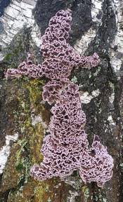 Attēlu rezultāti vaicājumam “Chondrostereum purpureum”