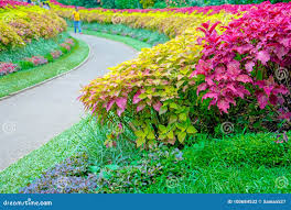 Image result for шри ланка королевский ботанический сад