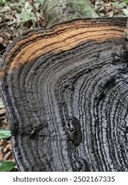 Attēlu rezultāti vaicājumam “Phellinus nigricans”