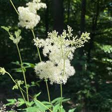 Attēlu rezultāti vaicājumam “Filipendula ulmaria”