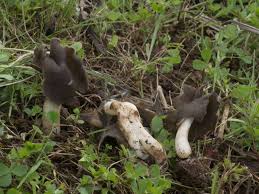 Attēlu rezultāti vaicājumam “Helvella atra”