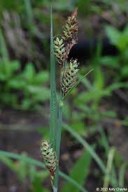 Attēlu rezultāti vaicājumam “Carex buxbaumii”