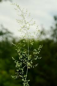 Attēlu rezultāti vaicājumam “Poa palustris”