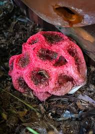 Attēlu rezultāti vaicājumam “Cribraria argillacea stalked”