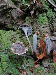 Attēlu rezultāti vaicājumam “Pseudocraterellus”