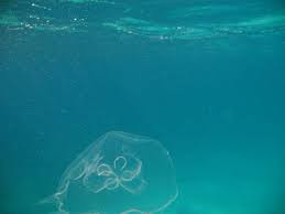 Image result for дорога Бимини