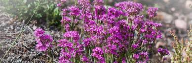 Image result for Pechnelke