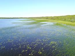 Attēlu rezultāti vaicājumam “Harpanthus flotovianus cells”