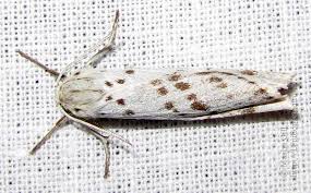 Attēlu rezultāti vaicājumam “Coscinia cribraria”