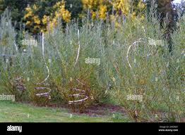 Attēlu rezultāti vaicājumam “Salix rosmarinifolia”