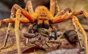 Attēlu rezultāti vaicājumam “Sparassidae”