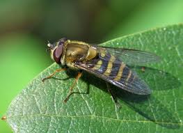 Attēlu rezultāti vaicājumam “Syrphus torvus”