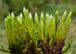 Attēlu rezultāti vaicājumam “Philonotis calcarea”