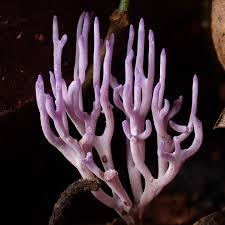 Attēlu rezultāti vaicājumam “Ramariopsis pulchella”