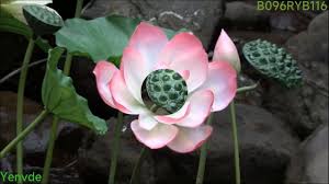 Attēlu rezultāti vaicājumam “Lotus sp. bud”