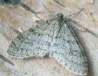 Attēlu rezultāti vaicājumam “Trichopteryx carpinata”