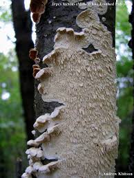 Attēlu rezultāti vaicājumam “Irpex lacteus”