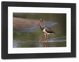 Attēlu rezultāti vaicājumam “Ciconia nigra adult”