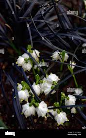 Attēlu rezultāti vaicājumam “Leucojum vernum var. carpathicum flower”
