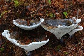 Attēlu rezultāti vaicājumam “Hydnellum sp.”