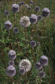 Attēlu rezultāti vaicājumam “Echinops sphaerocephalus”
