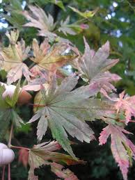 Attēlu rezultāti vaicājumam “Acer pseudosieboldianum”