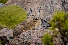 Image result for viscacha