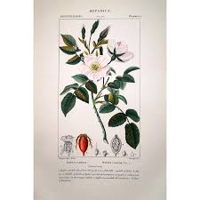 Image result for Rosa canina