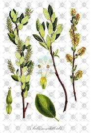 Attēlu rezultāti vaicājumam “Salix myrtilloides”