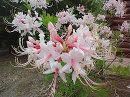 Attēlu rezultāti vaicājumam “Rhododendron periclymenoides”