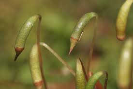 Attēlu rezultāti vaicājumam “Mnium marginatum”