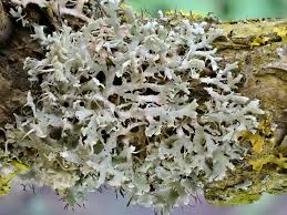 Attēlu rezultāti vaicājumam “Physcia tenella”