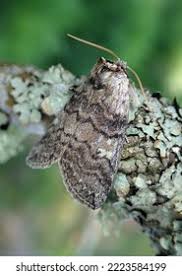 Attēlu rezultāti vaicājumam “Tethea or”