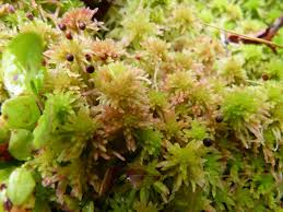 Attēlu rezultāti vaicājumam “Sphagnum quinquefarium”