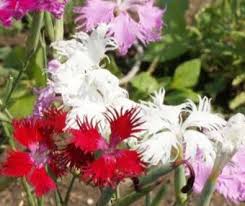 Image result for Dianthus superbus
