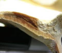 Attēlu rezultāti vaicājumam “Polyporus varius”