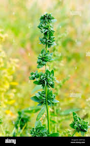 Attēlu rezultāti vaicājumam “Atriplex patula leaf”