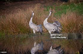 Attēlu rezultāti vaicājumam “Grus grus adult”
