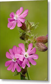 Image result for Silene dioica