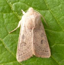 Attēlu rezultāti vaicājumam “Orthosia gracilis”