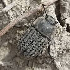 Attēlu rezultāti vaicājumam “Opatrum sabulosum”