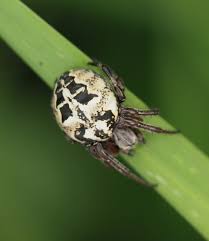 Attēlu rezultāti vaicājumam “Larinioides cornutus”