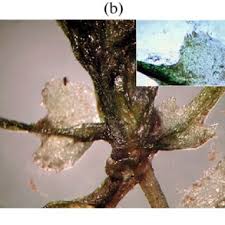 Attēlu rezultāti vaicājumam “Najas flexilis leaf”