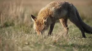 Attēlu rezultāti vaicājumam “Vulpes vulpes  juvenile”